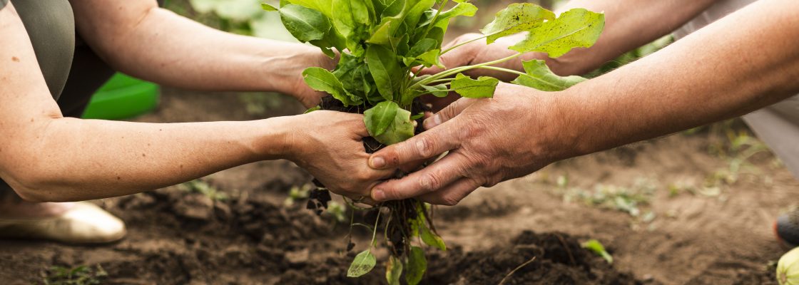 Medidas de higiene – trabalhos agrícolas e entrega de cabazes ao domicílio