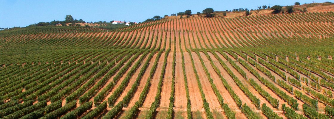 Município apresentou candidatura ao II Concurso Nacional Enológico – Cidades do Vinho 2022