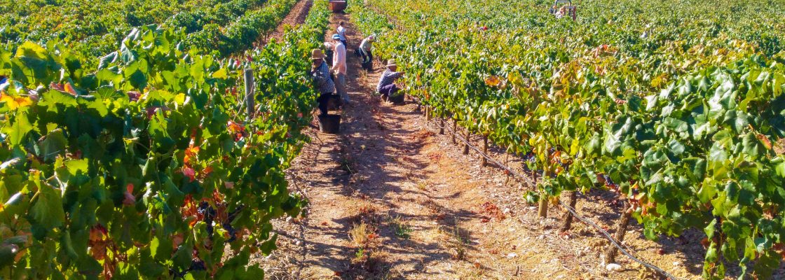 Medalhas de Ouro para Vinhos de Borba no Concurso “Cidades do Vinho 2022”