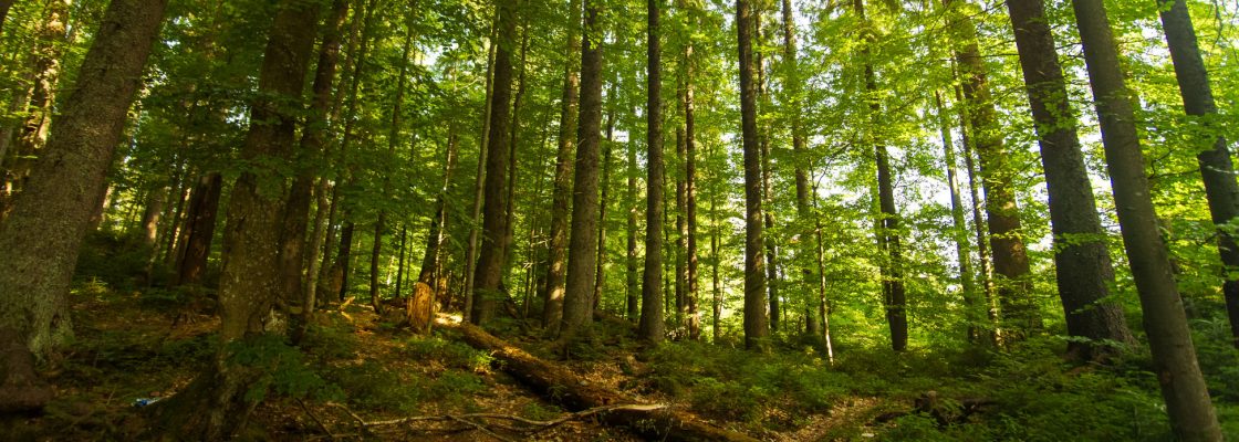 ICNF e Fundo Ambiental lançam “Floresta Ativa”, programa simplificado para gestão da flores...