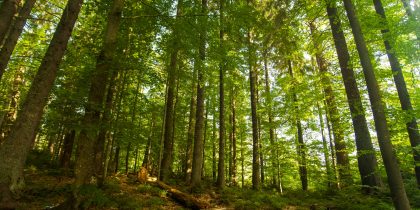 ICNF e Fundo Ambiental lançam “Floresta Ativa”, programa simplificado para gestão da floresta e prevenção de incêndios