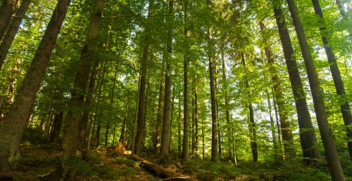 ICNF e Fundo Ambiental lançam “Floresta Ativa”, programa simplificado para gestão da floresta e prevenção de incêndios