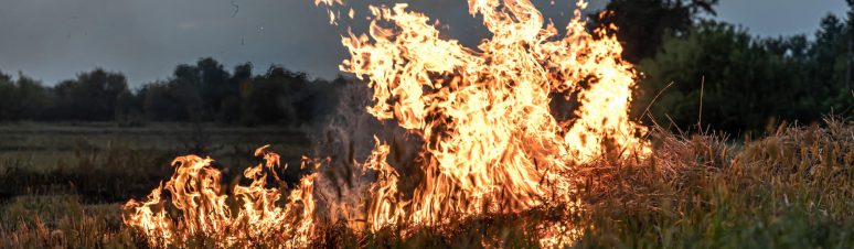 A fire burns in a field with dry grass.