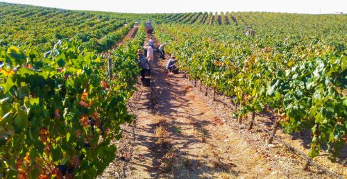 A Cidade do Vinho 2025 está a terminar